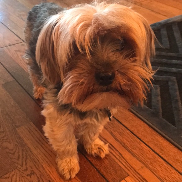 Meet your Posher, Jaclyn - Picture 1 of 1